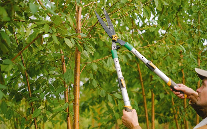 Tree trimming in Aquebogue, NY